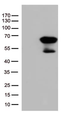 SMAD1 Antibody (clone OTI1E2, Carrier-free)
