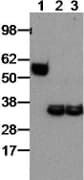 IHC-plus™ Monoclonal Rat anti-Mouse EBI3 / IL-27B Antibody (clone DNT27, IHC, WB)