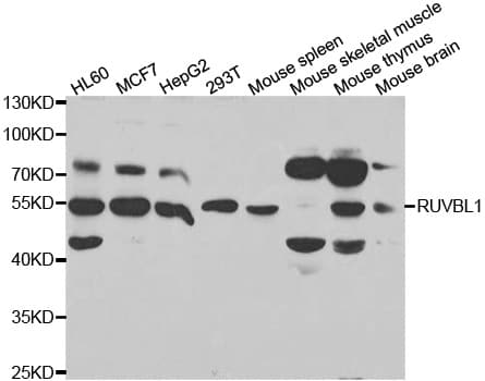 TIP49 / RUVBL1 Antibody