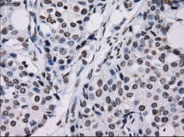 ID3 Antibody (clone OTI15E3)