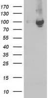 STAT5A Antibody (clone OTI1H9)