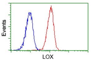 LOX / Lysyl Oxidase Antibody (clone OTI6B7)