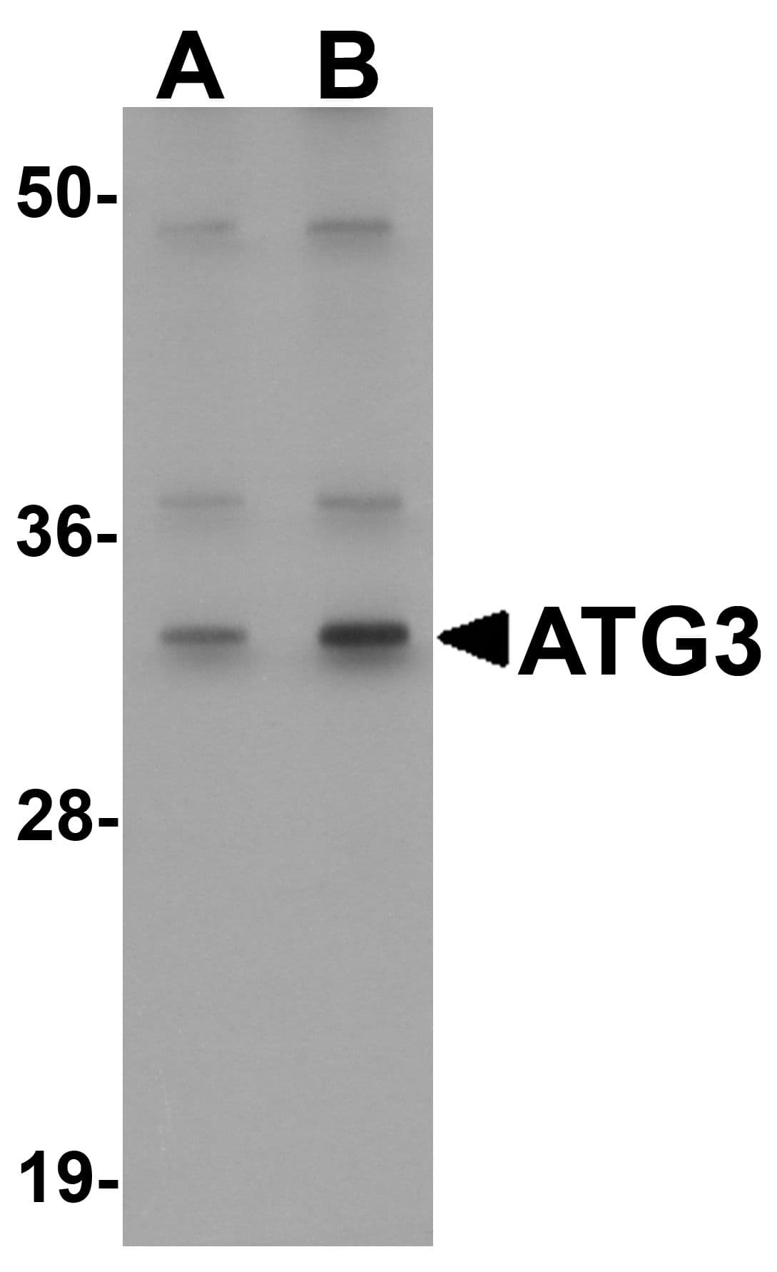 Polyclonal Rabbit anti-Human ATG3 Antibody (IHC, IF, WB)