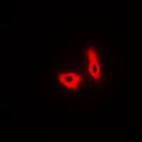 GPR27 Antibody