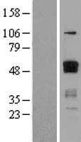 Human ETS1 / ETS-1 Protein (Over-Expression Lysate Myc-DDK (Flag))