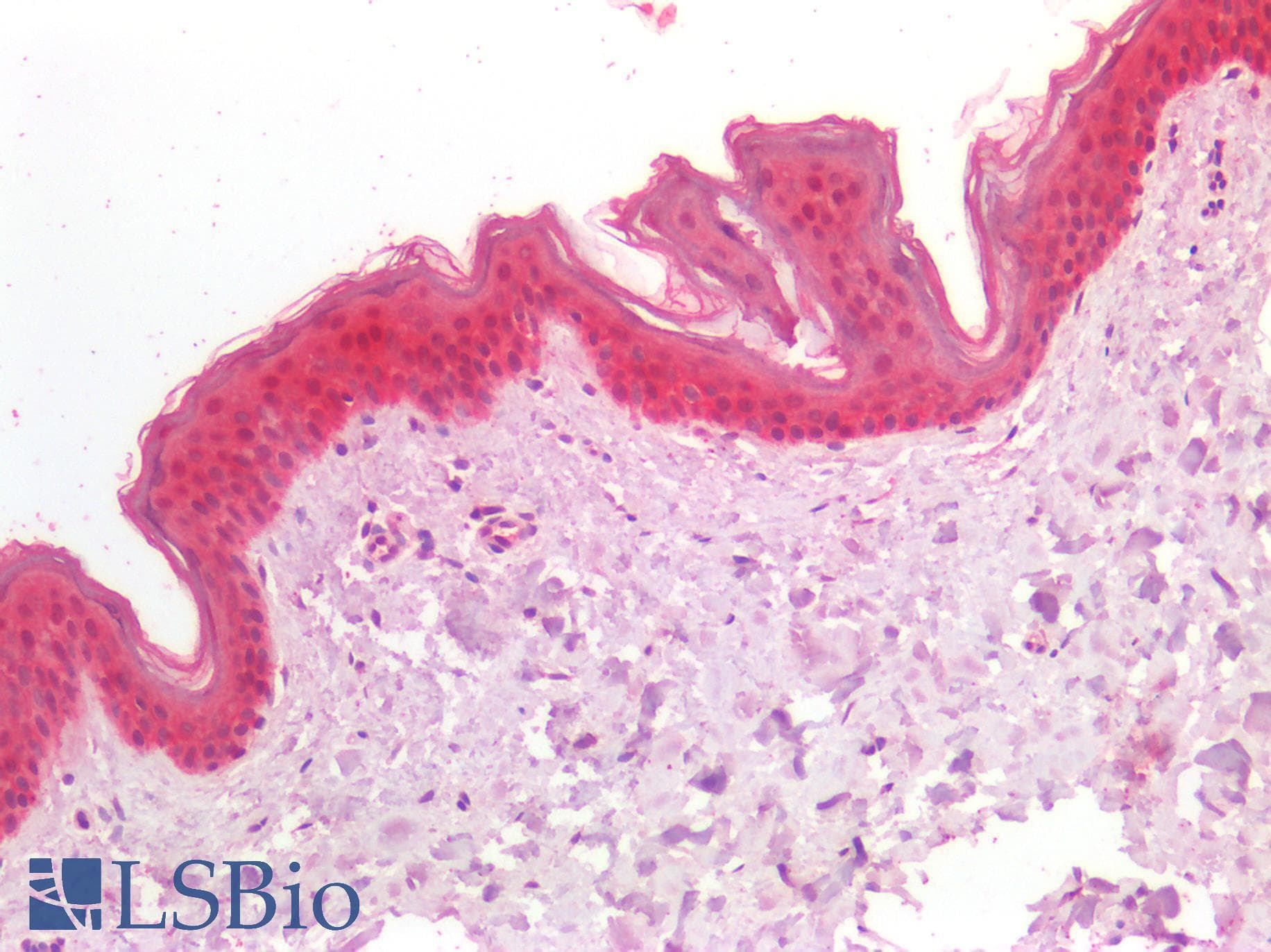 PathPlus™ NDRG1 Antibody (aa382-394)