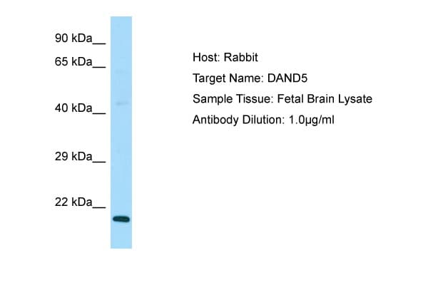 DAND5 Antibody (C-Terminus)
