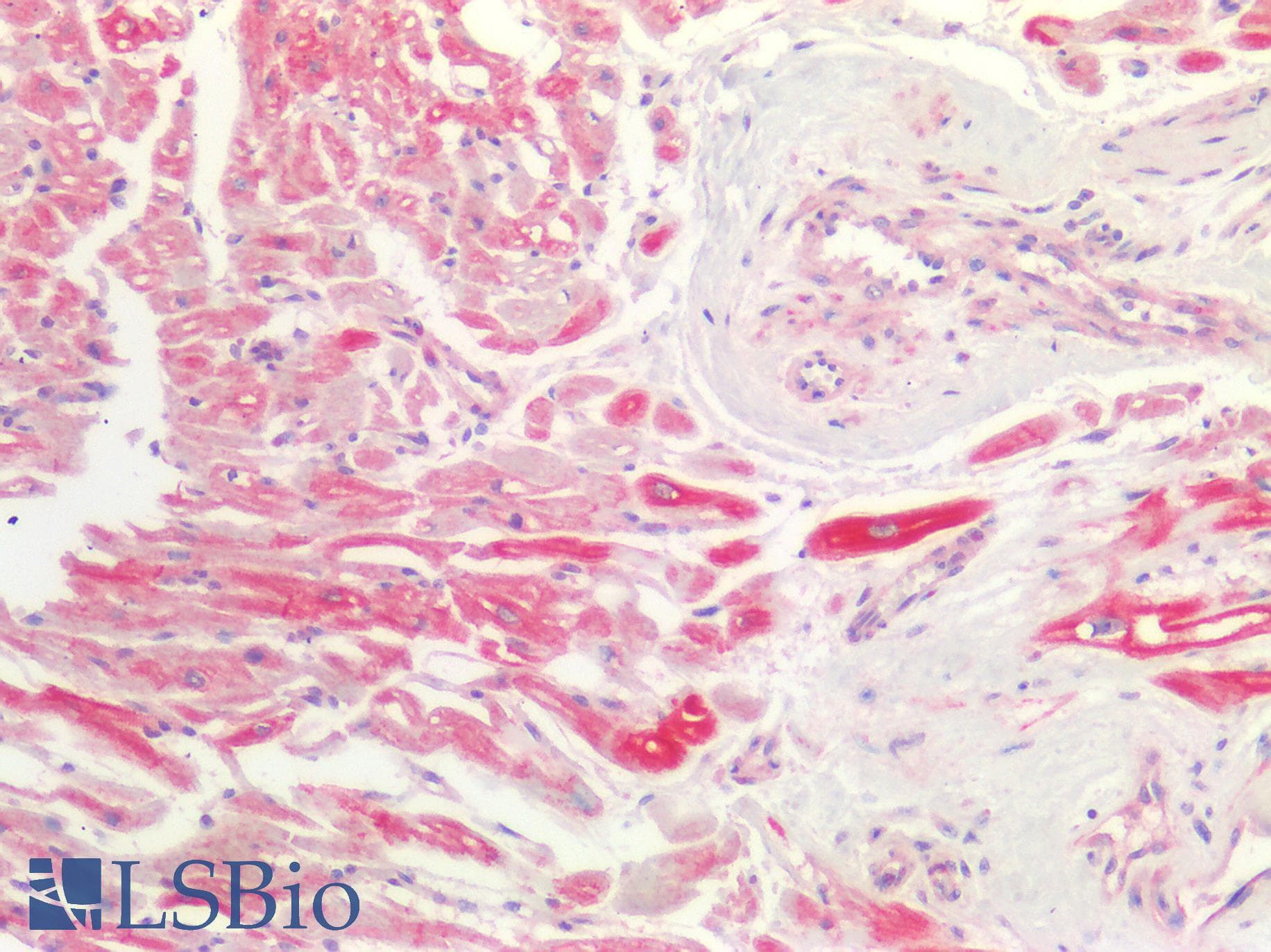 PathPlus™ SMAD3 Antibody