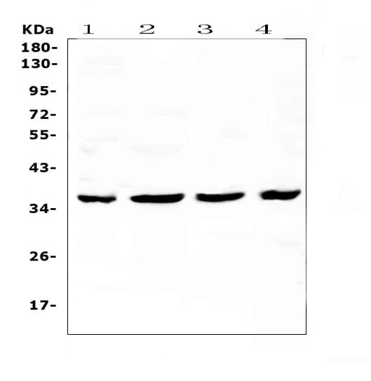 CDK6 Antibody