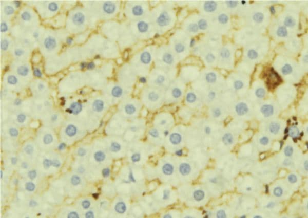 FMO3 Antibody
