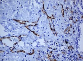 PECAM-1 / CD31 Antibody (clone OTI1F9)