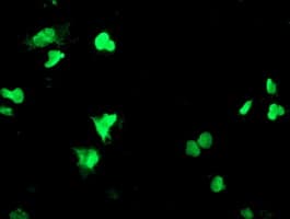 PPARA / PPAR Alpha Antibody (aa145-420, clone OTI2E7, Carrier-free)