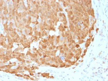 S100A1 / S100-A1 Antibody (clone S100A1/1942, Azide-free, BSA-free)