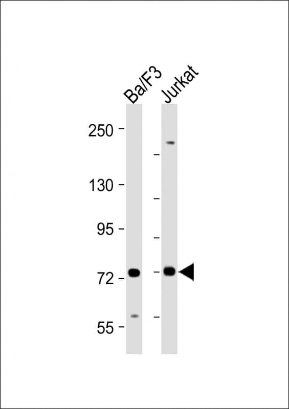 SYK Antibody