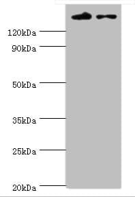 ESET / SETDB1 Antibody (aa1-397)