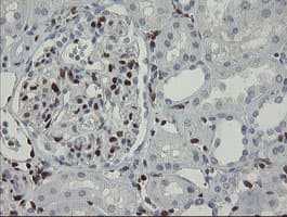 Monoclonal Mouse anti-Human GIMAP4 Antibody (clone OTI1A11, Carrier-free, IHC, IF, WB)