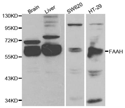IHC-plus™ FAAH Antibody