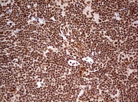 PathPlus™ FBXW7 / FBW7 Antibody (aa1-354, clone 13H4)