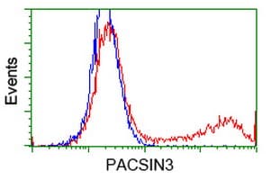 PACSIN3 Antibody (clone OTI4A7)