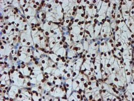 FMR1 / FMRP Antibody (clone OTI3B4)