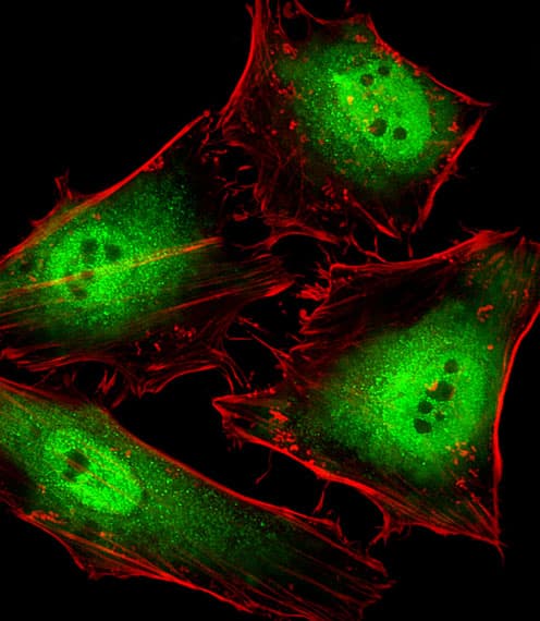 IHC-plus™ POLR2C Antibody (aa200-228)
