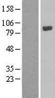 LOXL4 / LOXC Protein (Over-Expression Lysate Myc-DDK (Flag))