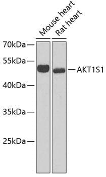 AKT1S1 / PRAS40 Antibody