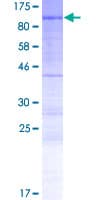 Human PHACTR4 Protein (Recombinant GST)