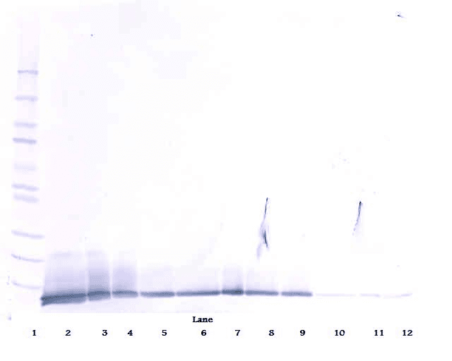 IL13 Antibody