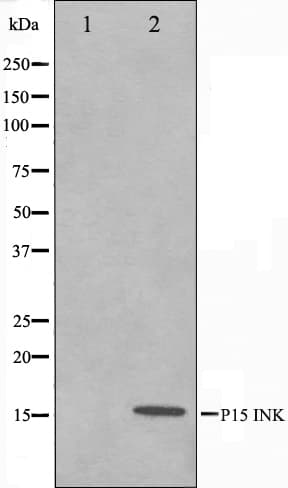CDKN2B / p15 INK4b Antibody