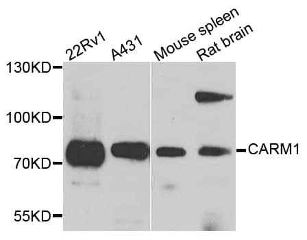 PRMT4 / CARM1 Antibody