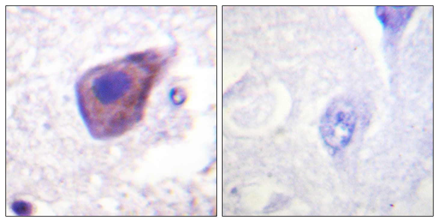 GNAZ Antibody (aa1-50)