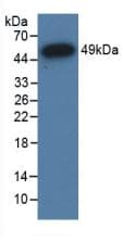 NR3C1/Glucocorticoid Receptor Antibody