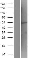 ZNF365 Protein (Over-Expression Lysate Myc-DDK (Flag))