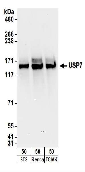 USP7 / HAUSP Antibody (aa1-50)