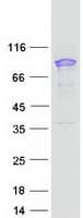 Human SH3KBP1 / CIN85 Protein (Recombinant Myc-DDK (Flag))