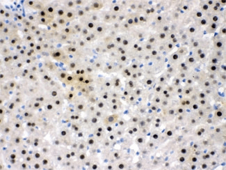 Polyclonal Rabbit anti-Human NFIA / Nuclear Factor 1 Antibody (IHC, WB)