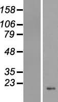 HIST1H4D Protein (Over-Expression Lysate Myc-DDK (Flag))