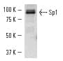 SP1 Antibody (Gly447)