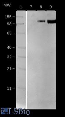PathPlus™ ACE2 / ACE-2 Antibody