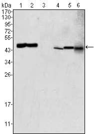 IHC-plus™ GOT2 Antibody (clone 3E9)