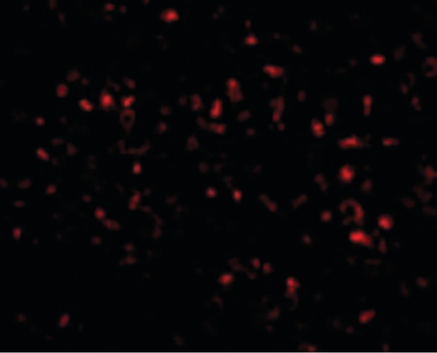 TMEM142A / ORAI1 Antibody (clone 6D11A11)