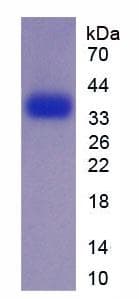 Mouse EGF Protein (Recombinant His-GST)