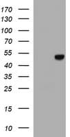 APMAP / C20orf3 Antibody (clone OTI1G8)