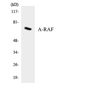ARAF / ARAF1 / A-RAF Antibody (aa226-275)