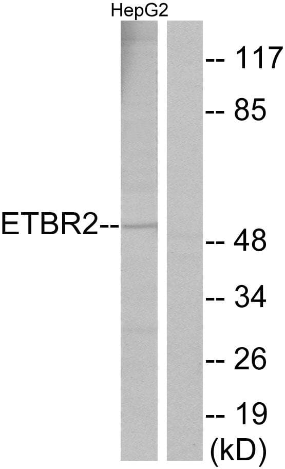 GPR37L1 Antibody