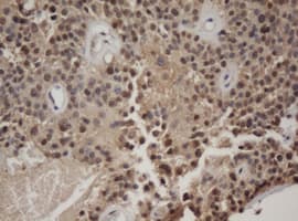 JUN / c-Jun Antibody (clone OTI3C1)
