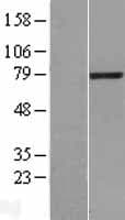 LCMT2 / YW4 Protein (Over-Expression Lysate Myc-DDK (Flag))