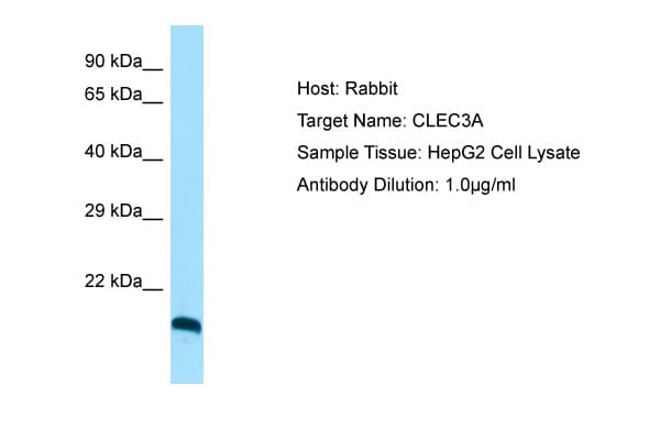 CLEC3A Antibody (C-Terminus)