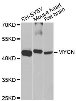 MYCN / N-myc Antibody